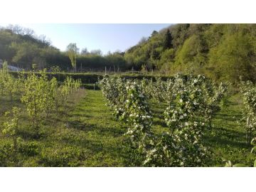 Agricultural plot, Sale, Ulcinj, Bratica